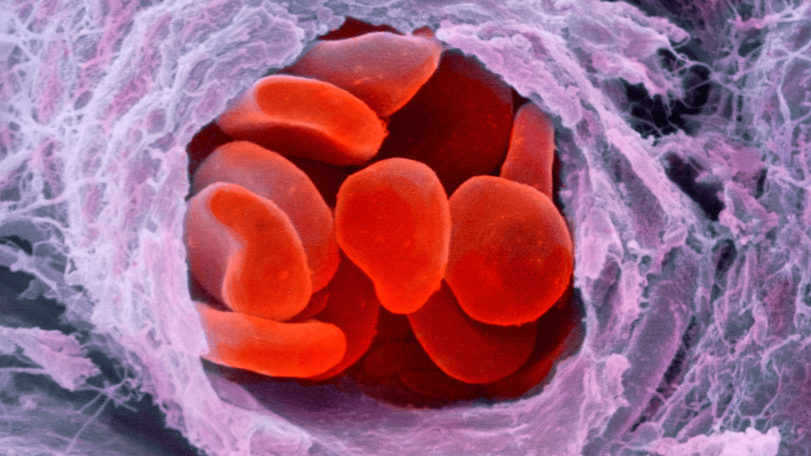 Platelets moving through vein cross section