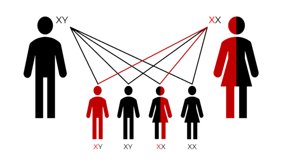 image of inheritance chart with one male, female, and four children vectors